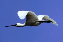 Löffler im Flug ND