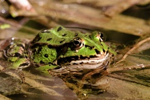 Wasserfrosch, ND