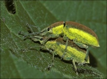 Chlorophanus viridis, ND