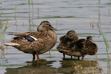 ND : Familienausflug