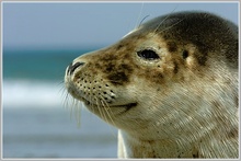 Seehund (Phoca vitulia), Helgoland, Düne