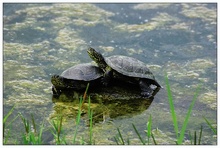 Europäische Sumpfschildkröte - ZO