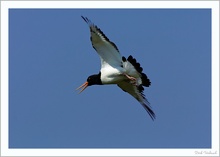 Austernfischer (Haematopus ostralegus), Helgoland , Düne