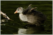 Blässhuhn (Fulica atra), Halbwüchsiges Jungtier