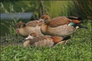 Junge Nilgänse