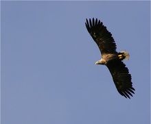 [ND] Seeadler