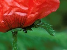 Mohn, Detailaufnahme, ND