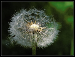 Pusteblume ND