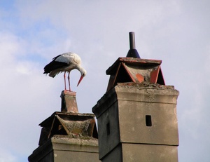 Storch auf dem Jägerhaus