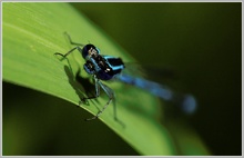 Hufeisenazurjungfer (Coenagrion puella)