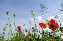 Mohn am Feldrand