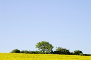 Raps und Himmel