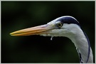 Graureiher (Ardea cinerea)