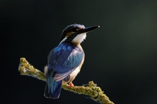 Eisvogel im Gegenlicht, KD