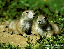 Also wie war doch ihr Namen? A-Hörnchen und B.....