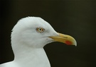 Silbermöwenportrait