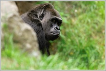 Gorilla (Gorilla gorilla)