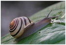 Schnecke