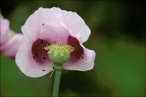 Lila Mohn mit Besuch ND