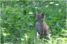 Junger Luchs ZO