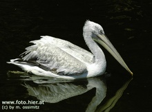 Pelikan im Tierpark Herberstein