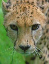 Gepard blickt in die Kamera ZO