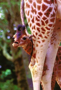 GiraffeZO