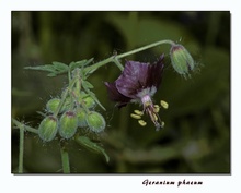 Geranium phaeum, KD