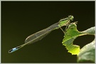 Große Pechlibelle (Ischnura elegans)