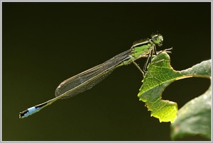 Große Pechlibelle (Ischnura elegans)