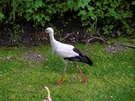 Storch auf Wanderschaft