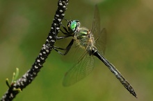 Alpen-Smaragdlibelle (Somatochlora alpestris)