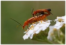 Rotbrauner Weichkäfer