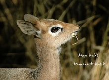 Damara Dik-dik ND