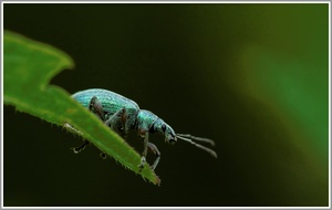 Grünrüssler (Phyllobius pomaceus)