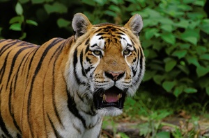 Tiger ZO