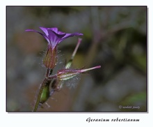 Geranium robertianum, KD