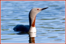 Sterntaucher im Abendlicht