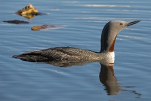 Sterntaucher in Abendsonne