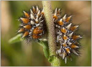 Roter Scheckenfalter, Raupe ND