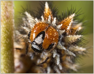 Portrait der Raupe: Roter Scheckenfalter