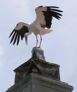 Storch perfekt gelandet   ND