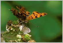 C-Falter (Polygonia c-album)