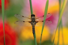 Vierfleck Libelle Bunt