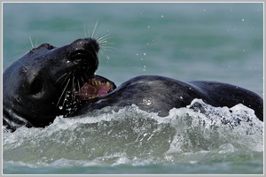 Kegelrobbe (Halichoerus grypus), Helgoland, Düne