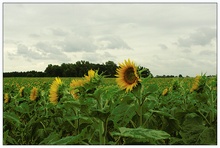 Sonnenblumen