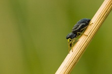 Springspinne mit Beute