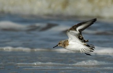 Sanderling.....ND..Erikas