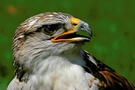 Königsrauhfußbussard