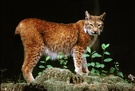 Luchs ZO